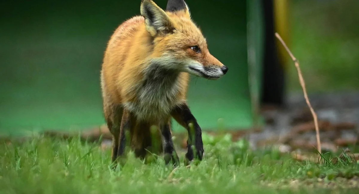 Rabies Alert: Fox on the Loose in Staten Island - What You Need to Know (2026)